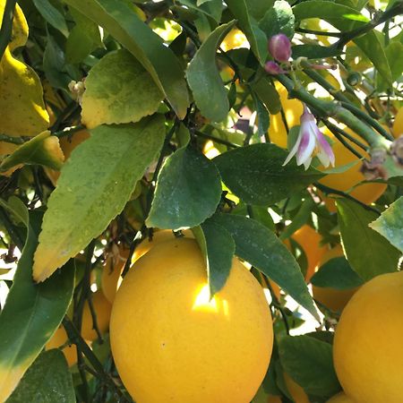 Lemon Tree Hotel Donji Seget Kültér fotó