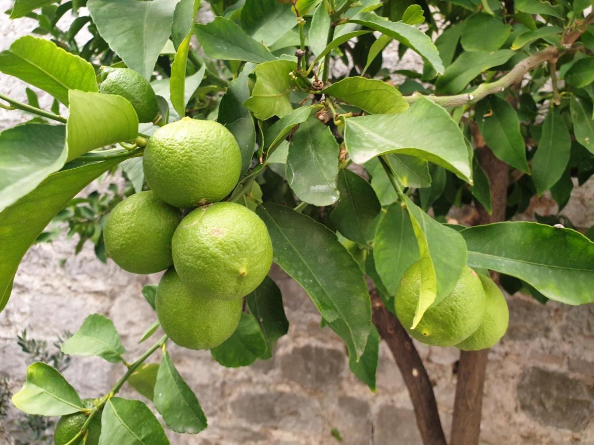 Lemon Tree Hotel Donji Seget Kültér fotó
