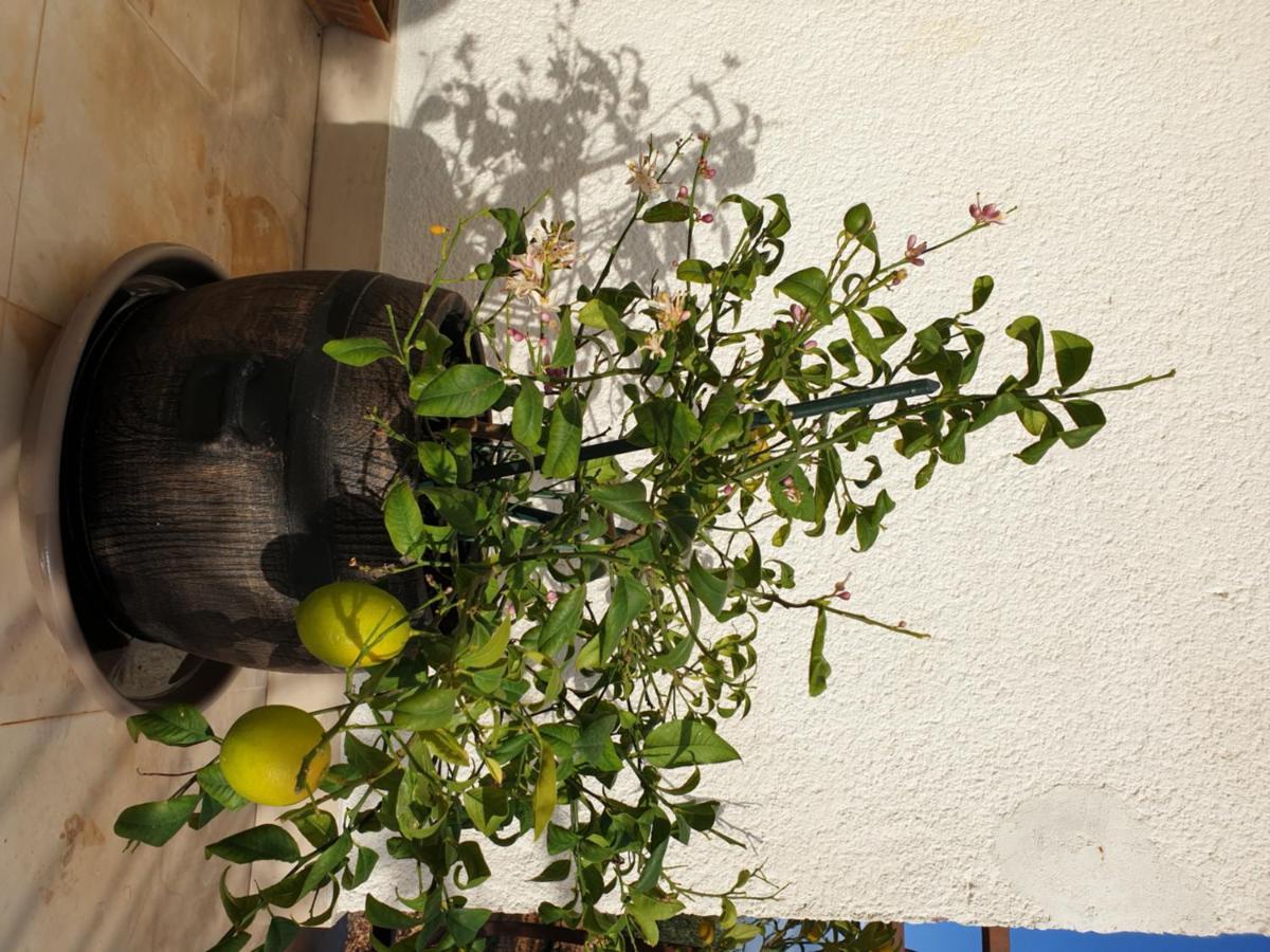 Lemon Tree Hotel Donji Seget Kültér fotó