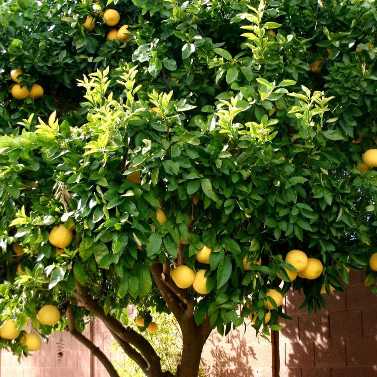 Lemon Tree Hotel Donji Seget Kültér fotó